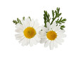 © New Africa - Beautiful chamomile flowers with green leaves on white background
