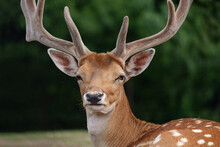 European Fallow Deer, Dama Dama