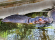 © YK - A hippo enjoying water in a hot summer