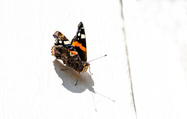 Wall Mural - butterfly on white background, nacka, sweden