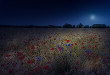 Mondnacht über Dem Getreidefeld