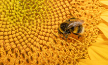 The Bee In Pollen On Sunflower. Macro Photography Of Bee With Soft And Selective Focus.