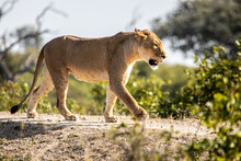 Lion Walking In The Savannah