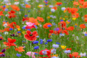 Bright red poppy flowers in summer colorful wildflower meadow