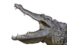 Close Up Head Crocodile Is Show Mouse And Teeth On The Rock On White Background Have Path
