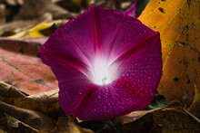 Close Up, Back-lit, Magenta Morning Glory Bloom With  Dew Droplets On A Bed Of Fallen Leaves In Early Autumn. 