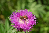 Fototapeta Pokój dzieciecy - Macro photo, a bee collects nectar on a Carduus flower of a thistle. Close up view