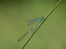 Azure Damselflies Mating On A Reed Stem