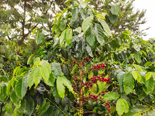 coffee tree arabica sumatra Sidikalang