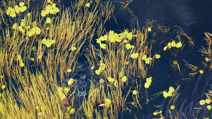 Canvas Print - Spearfishing on lake. Top down aerial view of the fisherman swimming in the lake with speargun. Spearfisherman hunts for fish in the freshwater lake