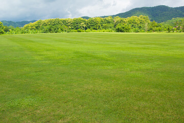 Wall Mural - green grass field and blue sky