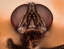 Fly Portrait With Extreme Macro Photography