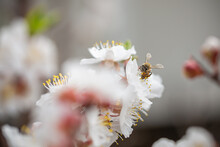 Beautiful Branch Of Blossoming Cherry, Macrotexture. Beautiful Texture Of Flowers In Nature, A Flying Bee Pollinates White Flowers And Collects Nectar And Honey In Spring. Blurred Nature Background.