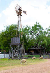 Primitive wind mill on an old farm with sheep in the fore ground