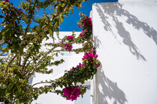 Beautiful Tree With Purple Blossoms. White Architecture Of Santorini Island.