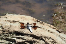 A Common Whitetail Dragonfly Relaxing On A Rock At Dogtown Lake, In The Kaibab National Forest, Williams, Coconino County, Arizona.