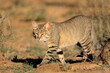 African wild cat (Felis silvestris lybica) in natural habitat, Kalahari desert, South Africa.