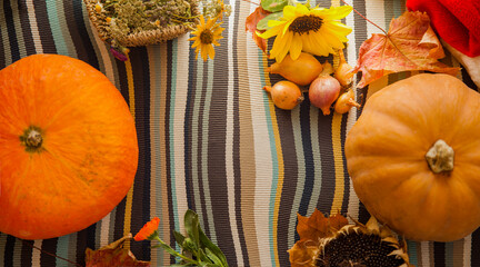 Wall Mural - autumn pumpkins