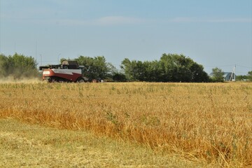 Wall Mural - Wheat field, harvesting wheat, harvester in the field