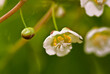Pistillate flower of Variegated Kiwi Vine (Actinidia kolomikta) in orchard