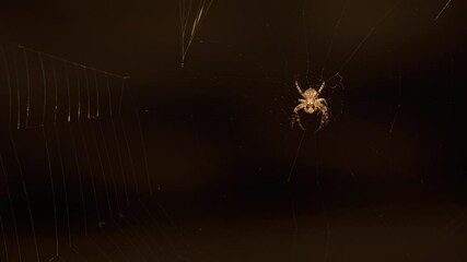 Close-up of a spider on a cobweb