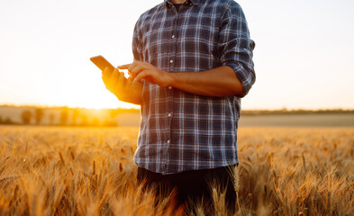 Farmer checking wheat field progress, holding phone and using Internet. Growth nature harvest. Agriculture farm.