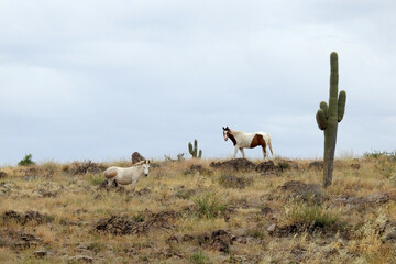 Wall Mural - Wild horses roaming the Sonoran Desert off highway 188 in the Tonto National Forest, Arizona.