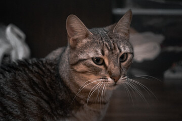 Wall Mural - Portrait of a thoughtful gray tabby cat