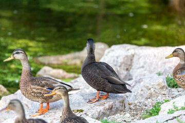 Wall Mural - The American black duck (Anas rubripes ) in the park