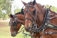 Two Beautiful Brown Horses Resting After Pulling Carriage At Wedding Ceremony