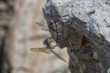 Dragonflies Clinging To A Large Rock While Mating. 