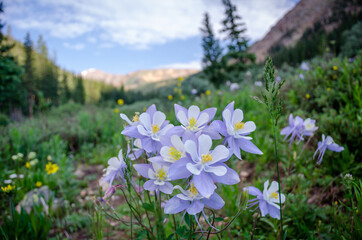 Wild columbines along the trail