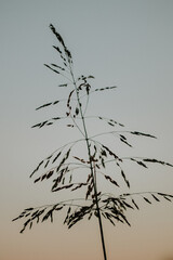 Wall Mural - Vertical shot of sweetgrass in a field in the evening