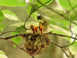 © PitchPine - Red-eyed vireo mother bird with food for chicks in the nest