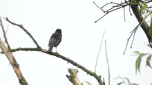 Starling Bird Sits On A Branch Of Old Tree Flaps Its Wings And Flies Away