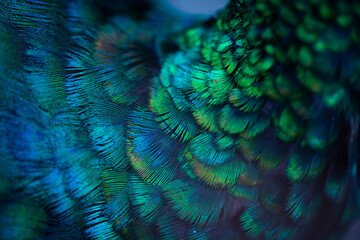  Close up of the  peacock feathers .Macro blue feather, Feather, Bird, Animal. Macro photograph.