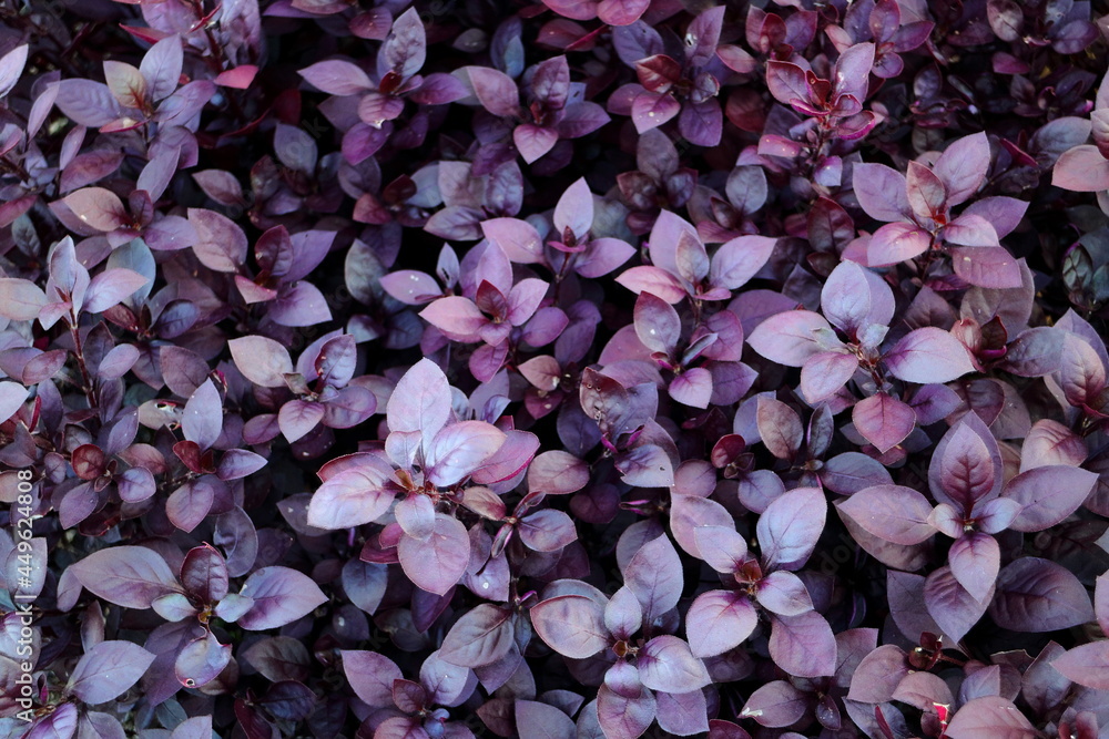 Closeup of purple alternanthera dentata blooming in a garden under the sunlight.