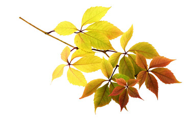 Wall Mural - twig with colorful autumn leaves of wild grape isolated