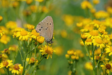 Ringlet (Aphantopus hyperantus) on yelllow blossoms.