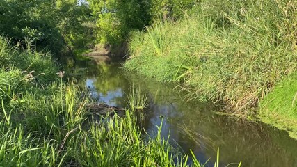 Wall Mural - river flowing in meadow with green grass