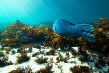 Blue Grouper Swimming Away