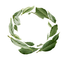 Green Bay leaves levitate on a white background