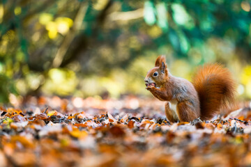 Wall Mural - The Eurasian red squirrel (Sciurus vulgaris) in its natural habitat in the autumn forest. Portrait of a squirrel close up. The forest is full of rich warm colors.