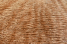 Ginger Cat Fur Texture Background. 