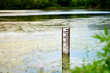 Lake water level sign in Falenty, Poland. Water level depth meter in the pond
