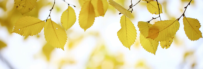 Wall Mural - abstract autumn fall background leaves yellow nature october wallpaper seasonal