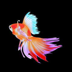 Wall Mural - Beautiful colorful betta fish on black background