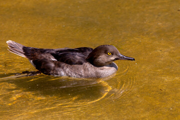 Poster - The hooded merganser (Lophodytes cucullatus) hen on the park