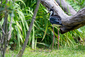 Wall Mural - The Black-necked Stilt
(Himantopus mexicanus) in zoopark