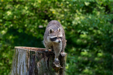 Sticker - The raccoon ( Procyon lotor) in the park